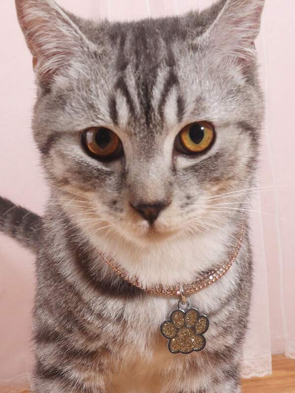 Elegant and fashionable rhinestone claw pendant necklace, suitable for cats and dogs, for wearing at home and outdoors.