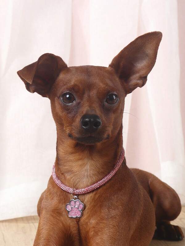 Elegant and fashionable rhinestone claw pendant necklace, suitable for cats and dogs, for wearing at home and outdoors.