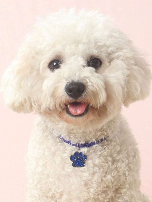 Elegant and fashionable rhinestone claw pendant necklace, suitable for cats and dogs, for wearing at home and outdoors.