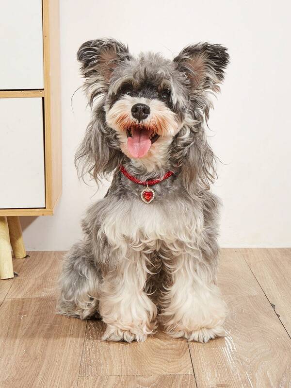 Elegant and fashionable rhinestone claw pendant necklace, suitable for cats and dogs, for wearing at home and outdoors.