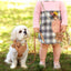 Luxury Corduroy Pet Set: Harness, Bowtie Collar & Leash Combo