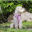 Luxury Corduroy Pet Set: Harness, Bowtie Collar & Leash Combo