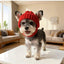 Knitted wool hat, Maltese dog headband with exposed ears to keep warm both outdoors and indoors.