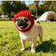 Knitted wool hat, Maltese dog headband with exposed ears to keep warm both outdoors and indoors.