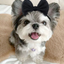 Elegant Mini Bow Headband: The Classic "Grand Finale" Accessory